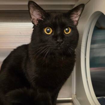 Scrabble -  Domestic Short Hair Cat for Adoption in Council Bluffs, Iowa - Scrabble | PetCurious