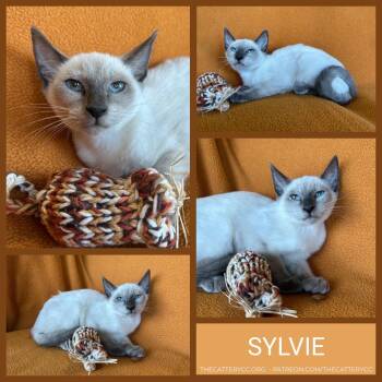 Sylvie -  Domestic Short Hair Cat for Adoption in Corpus Christi, Texas - Sylvie | PetCurious