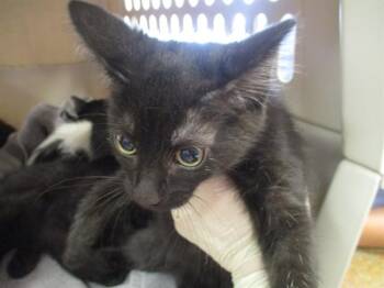 Domestic Short Hair Cats Available for Adoption in Ocala, Florida - THESEUS | PetCurious