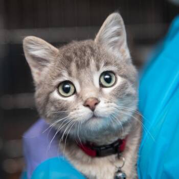 Domestic Short Hair Cats Available for Adoption - Beckham | PetCurious