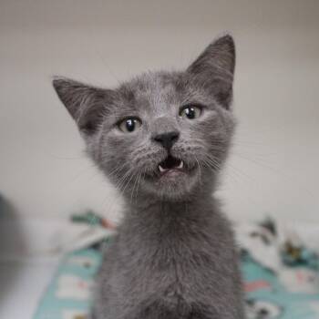Adam -  Domestic Short Hair Cat for Adoption in Champaign, Illinois - Adam | PetCurious