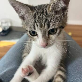 Miso II -  Domestic Short Hair Cat for Adoption - Miso II | PetCurious