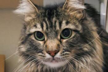 SOCKS -  Domestic Short Hair Cat for Adoption in Loveland, Colorado - SOCKS | PetCurious