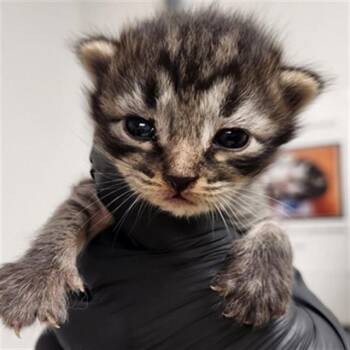 RAZZLE -  Domestic Short Hair Cat for Adoption in Fort Lauderdale, Florida - RAZZLE | PetCurious