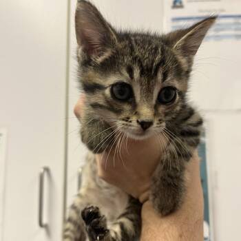 Tarzan -  Domestic Short Hair Cat for Adoption in Cedar Rapids, Iowa - Tarzan | PetCurious
