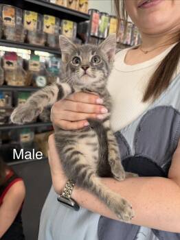 Ash -  Domestic Short Hair Cat for Adoption in Lafayette, Colorado - Ash | PetCurious