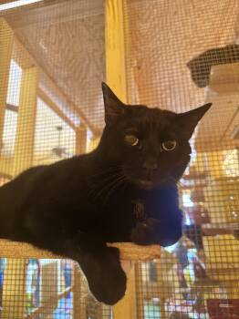 Salem -  Domestic Short Hair Cat for Adoption in Memphis, Tennessee - Salem | PetCurious