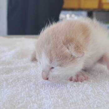 Winnie -  Domestic Short Hair Cat for Adoption in Chapel Hill, North Carolina - Winnie | PetCurious
