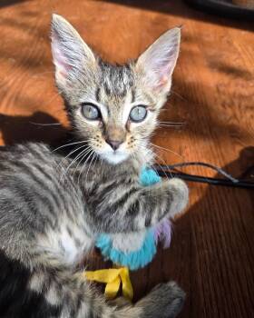 Salty -  Domestic Short Hair Cat for Adoption in San Francisco, California - Salty | PetCurious