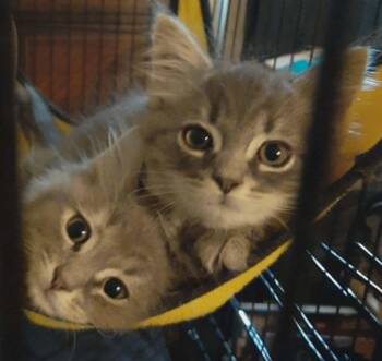 Krill -  Maine Coon Cat for Adoption in Beckley, West Virginia - Krill | PetCurious