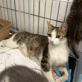 Sweeter Tea -  Domestic Short Hair Cat for Adoption in Austin, Texas - Sweeter Tea | PetCurious