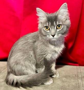 Stormy and Ash -  Domestic Short Hair Cat for Adoption in Anchorage, Alaska - Stormy And Ash | PetCurious