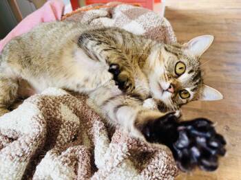 Domestic Short Hair Cats Available for Adoption -  Billie Jean | PetCurious