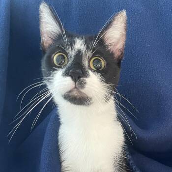 Domestic Short Hair Cats Available for Adoption in Chicago, Illinois - Magby | PetCurious