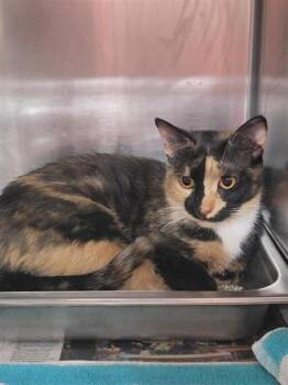 Miranda -  Domestic Short Hair Cat for Adoption in Largo, Florida - Miranda | PetCurious