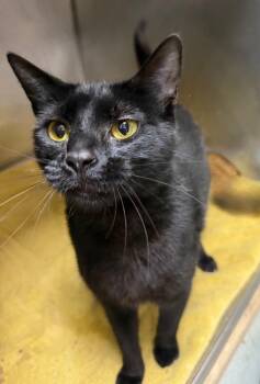 Sabrina -  Domestic Short Hair Cat for Adoption in Little Rock, Arkansas - Sabrina | PetCurious