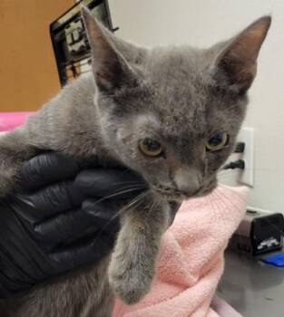 Domestic Short Hair Cats Available for Adoption - Sierra Mist | PetCurious