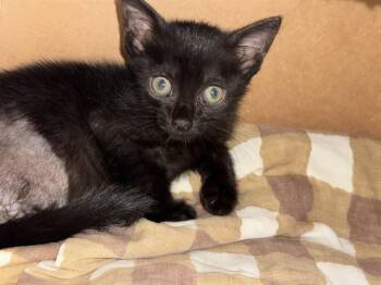 MISTY -  Domestic Short Hair Cat for Adoption in Fort Lauderdale, Florida - MISTY | PetCurious