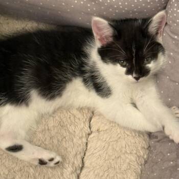 Domestic Short Hair Cats Available for Adoption in Greensboro, North Carolina - Oreo | PetCurious