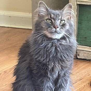 Charlie -  Maine Coon Cat for Adoption in Lynchburg, Virginia - Charlie | PetCurious