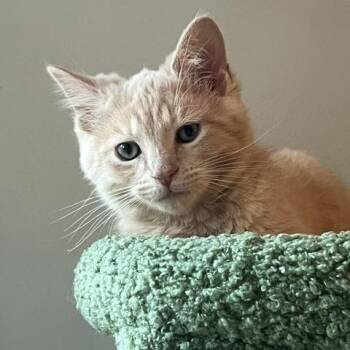 Gordita Crunch -  Domestic Short Hair Cat for Adoption in Chesapeake Beach, Maryland - Gordita Crunch | PetCurious
