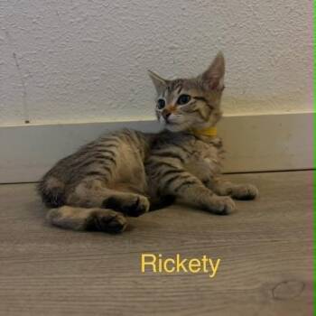 Rickety (yellow) -  Domestic Short Hair Cat Available for Adoption in Belfair, Washington - Rickety (yellow) | PetCurious