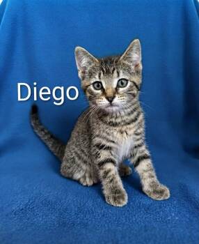 Diego -  Tabby Cat for Adoption in Wyandotte, Michigan - Diego | PetCurious
