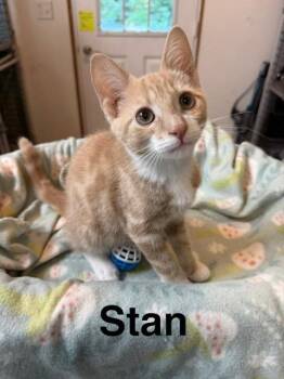 Stan -  Domestic Short Hair Cat for Adoption in Millerstown, Pennsylvania - Stan | PetCurious