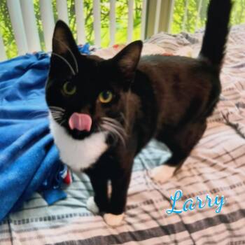 Larry #intrepid-trio -  Tuxedo Cat for Adoption in Houston, Texas - Larry #intrepid-trio | PetCurious