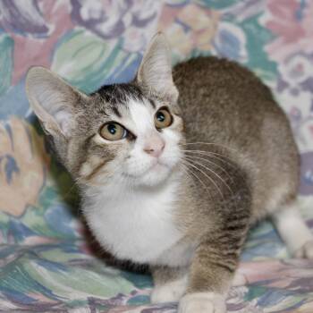 Arya -  Domestic Short Hair Cat for Adoption in Midland, Texas - Arya | PetCurious