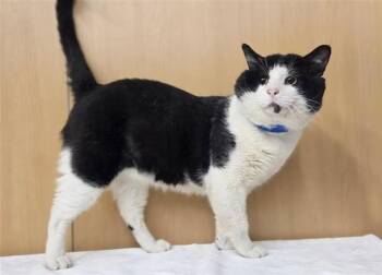 WINSTON -  Domestic Short Hair Cat for Adoption in Brentwood, Missouri - WINSTON | PetCurious