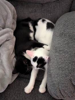 Rescue Domestic Short Hair Cats for Adoption in Murfreesboro, Tennessee - Pringle & Frito | PetCurious