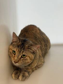 Domestic Short Hair Cats Available for Adoption in Columbia, Tennessee - Mina | PetCurious