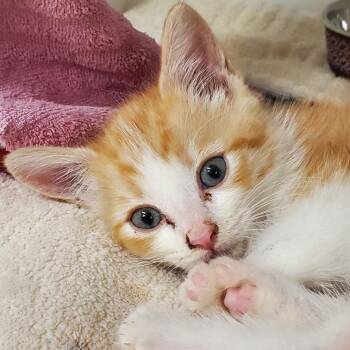 Domestic Short Hair Cats Available for Adoption in Phoenix, Arizona - Hashbrown | PetCurious