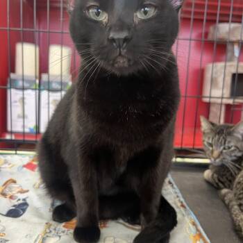 Domestic Short Hair Cats Available for Adoption - Yama W.  | PetCurious