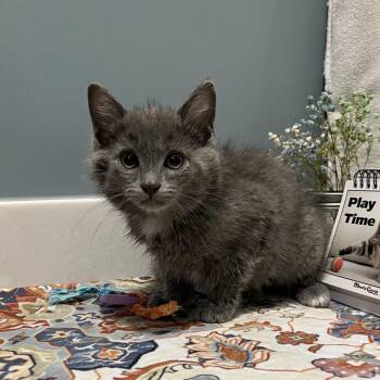 Abby -  American Shorthair Cat for Adoption in Fort Wayne, Indiana - Abby | PetCurious