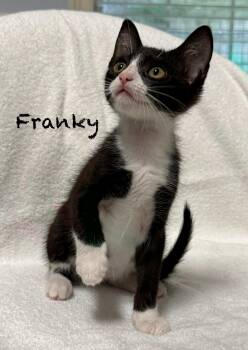Franky -  Domestic Short Hair Cat for Adoption in Pawleys Island, South Carolina - Franky | PetCurious