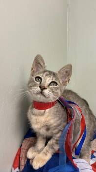 Paris -  Domestic Short Hair Cat for Adoption in Picayune, Mississippi - Paris | PetCurious