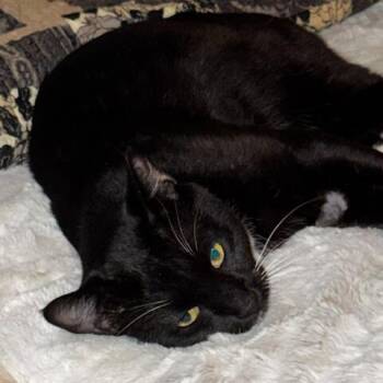 Tooey -  Domestic Short Hair Cat for Adoption in Prosper, Texas - Tooey | PetCurious