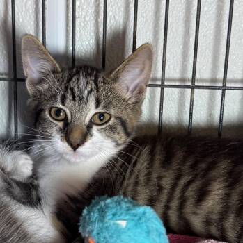 Tashi -  Domestic Short Hair Cat Available for Adoption in Saginaw, Michigan - Tashi | PetCurious