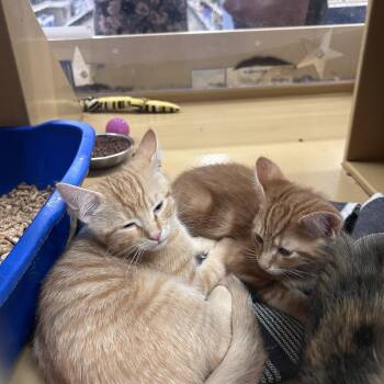 Arlo & Dino -  Domestic Short Hair Cat for Adoption in Worcester, Massachusetts - Arlo & Dino | PetCurious
