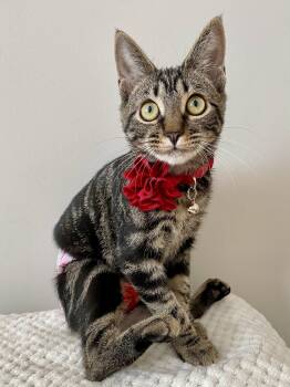 Rescue Manx and Domestic Short Hair Cats for Adoption in Alexandria, Virginia - Katydid | PetCurious