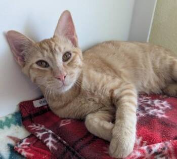 Jack -  Domestic Short Hair Cat for Adoption in Divide, Colorado - Jack | PetCurious