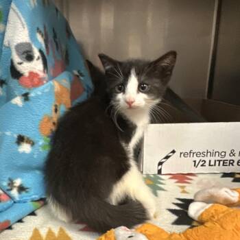 Domestic Short Hair Cats Available for Adoption in Newark, New Jersey - Alvin | PetCurious