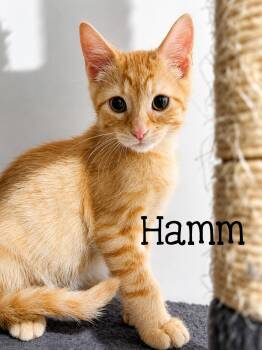 Hamm...life is better with a little Hamm around -  Domestic Short Hair Cat for Adoption in Murfreesboro, Tennessee - Hamm...life Is Better With A Little Hamm Around | PetCurious