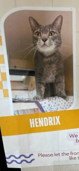 Rescue Tabby Cats for Adoption in Triana, Alabama - Hendrix | PetCurious