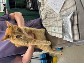 Helican -  Domestic Short Hair Cat for Adoption in Athens, Georgia - Helican | PetCurious