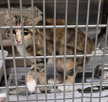 Domestic Short Hair Cats Available for Adoption in Anchorage, Alaska - THUMBALINA | PetCurious