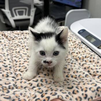 A&W -  Domestic Medium Hair Cat for Adoption in Hannibal, Missouri - A&W | PetCurious