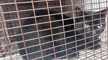 Domestic Short Hair Cats Available for Adoption in Houston, Texas - A654755 | PetCurious